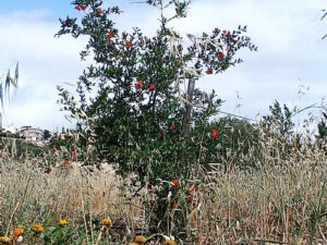 Sd Trees 2