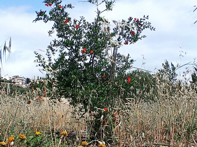 Sd Trees 2 